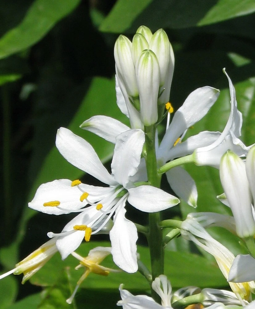 Paradise Lily Seeds - Paradisea lusitanica - 10 Seeds - Perennial Flower - Image 2