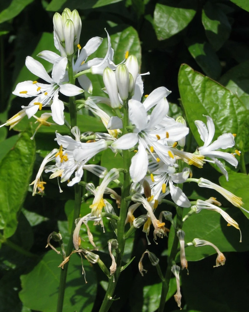 Paradise Lily Seeds - Paradisea lusitanica - 10 Seeds - Perennial Flower - Image 3
