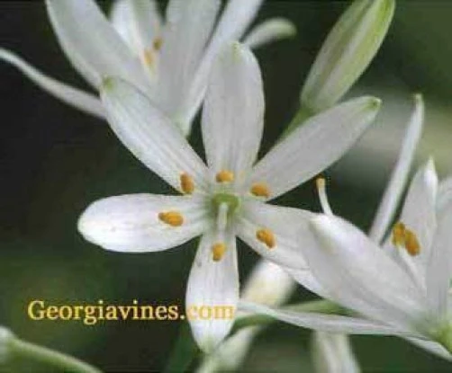 Paradise Lily Seeds - Paradisea lusitanica - 10 Seeds - Perennial Flower - Image 1