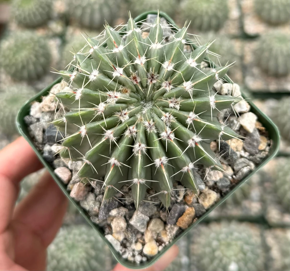 Parodia Buiningii Cactus Live Plant – Rare Notocactus – 4 inch Pot – Indoor - Image 1