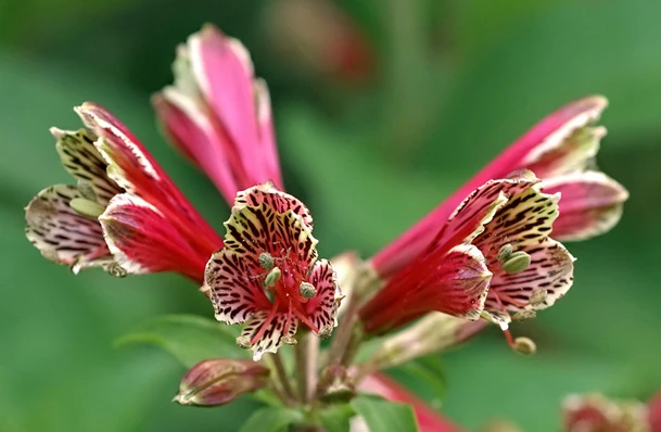 Parrot Lily Seeds Alstroemeria psittacina - 8 Seed Pack - Unique Tropical Flower - Image 1