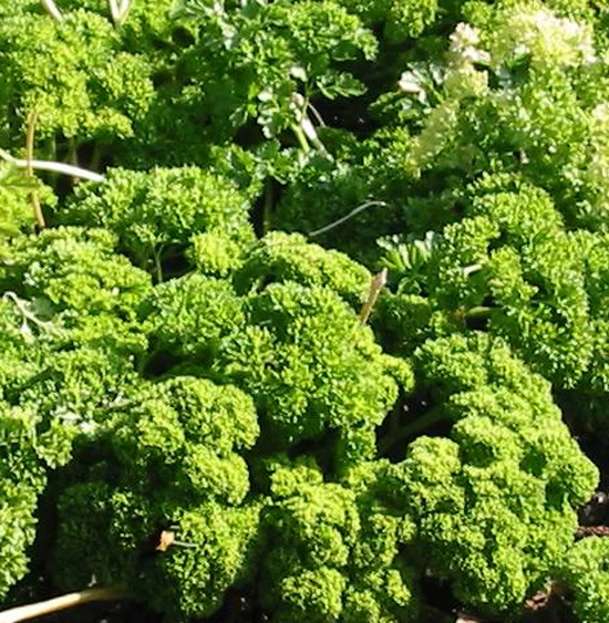 Parsley Frison Seeds - Rare Annual Herb - 20 Seeds Pack - Image 1