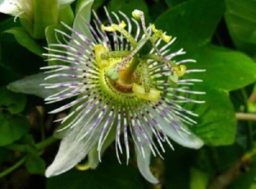 Passiflora Adenopoda Passionflower Seeds - 5 Seed Pack for Garden - Image 1