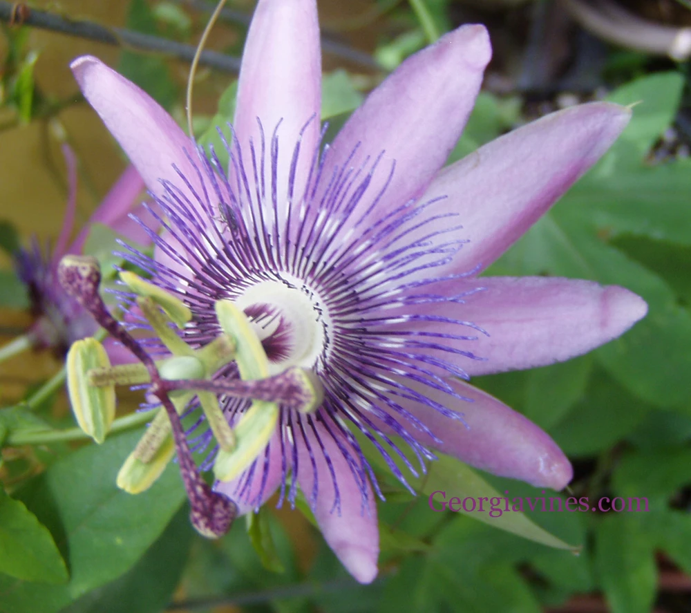Passiflora Blue Delight Seeds - 10 Pack - Perennial Vine Seeds - Image 1