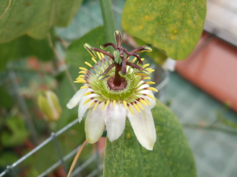 Passiflora Cuneata Seeds - Rare Passion Flower Seeds, 10 Count, Perennial - Image 1