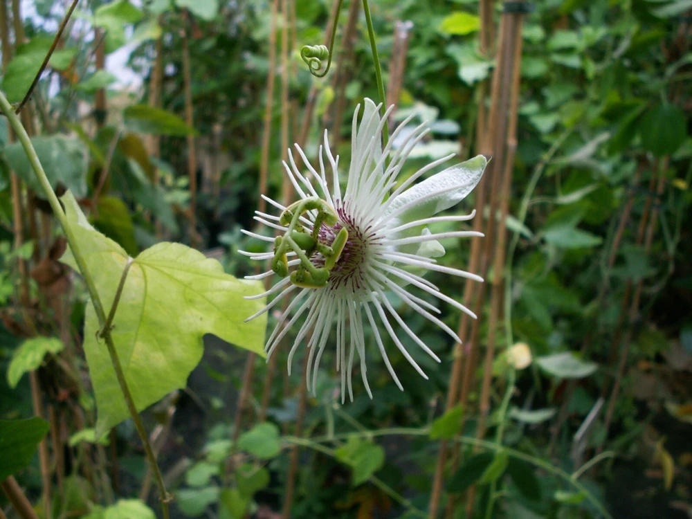 Passiflora Dispar Seeds โ 5 Perennial Vine Seeds โ Flowering Passion Flower - Image 2