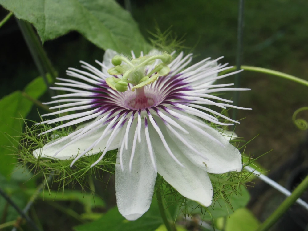 Passiflora Dispar Seeds โ 5 Perennial Vine Seeds โ Flowering Passion Flower - Image 3