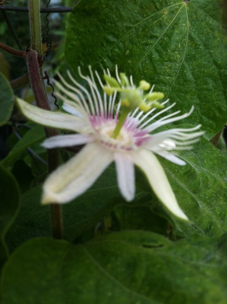 Passiflora Dispar Seeds โ 5 Perennial Vine Seeds โ Flowering Passion Flower - Image 4