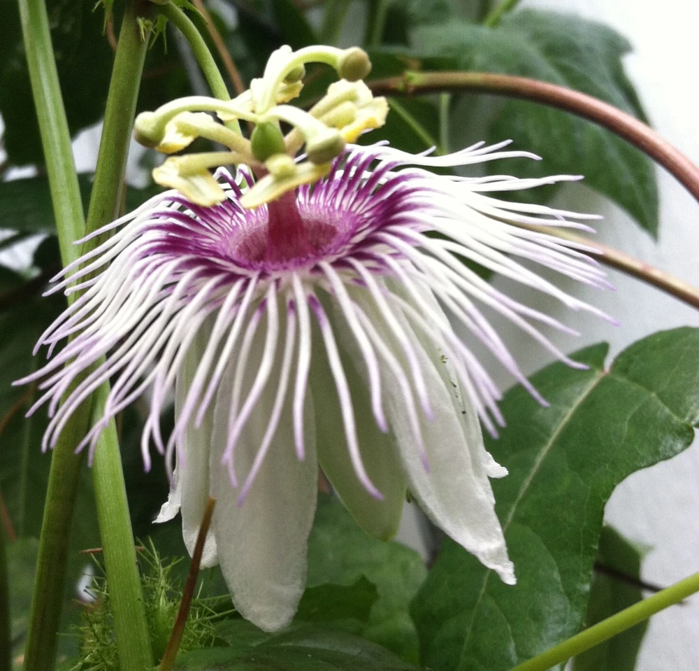 Passiflora Dispar Seeds – 5 Perennial Vine Seeds – Flowering Passion Flower - Image 1