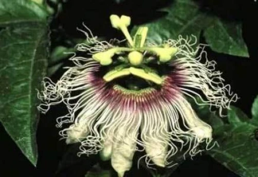 Passiflora edulis Long Gold Seeds - 10 Perennial Passion Fruit Seeds - Image 1