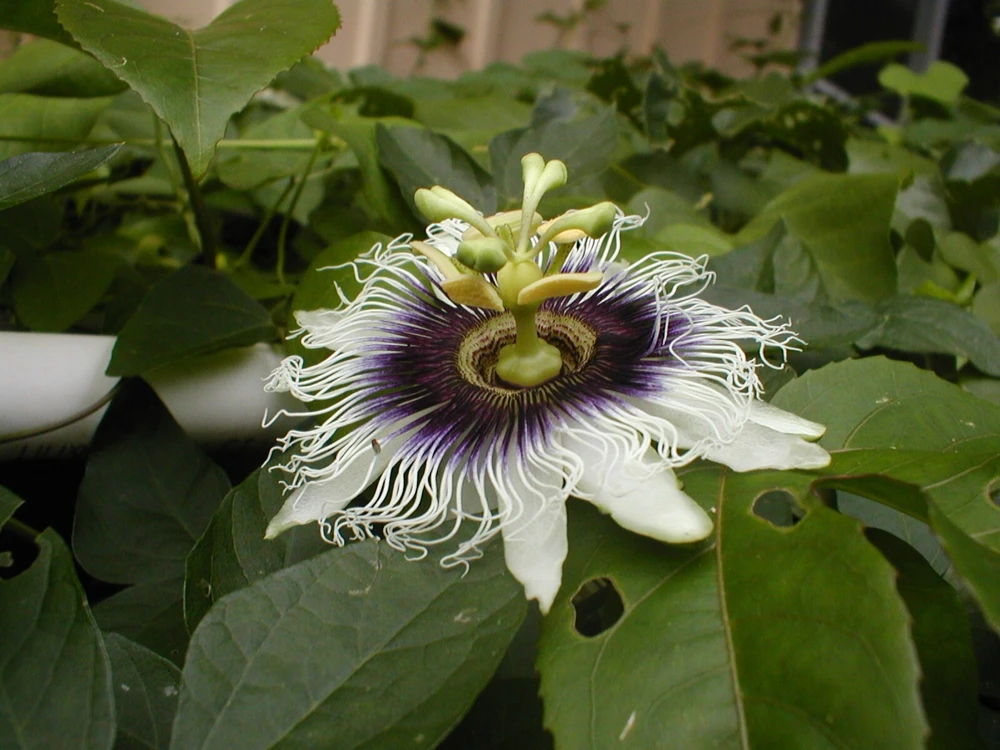 Passiflora Edulis Mixed Varieties Seeds - 30 Seeds Pack for Planting - Image 1