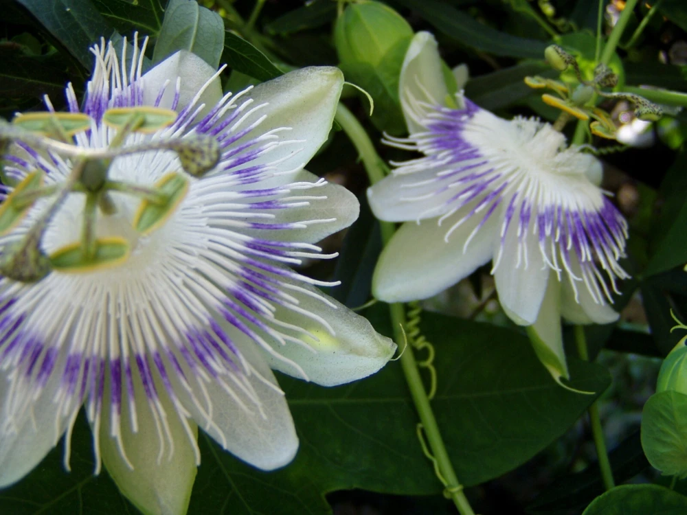 Passiflora Eichleriana Passionfruit Seeds - 10 Count Perennial Flower - Image 2
