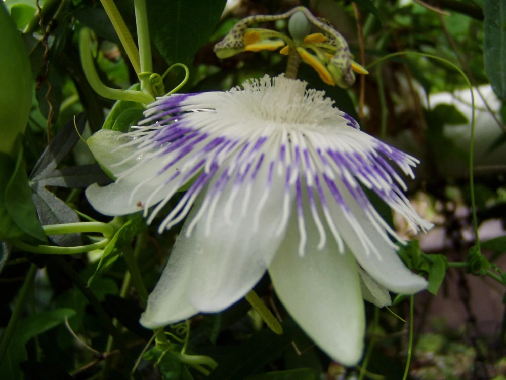 Passiflora Eichleriana Passionfruit Seeds - 10 Count Perennial Flower - Image 3