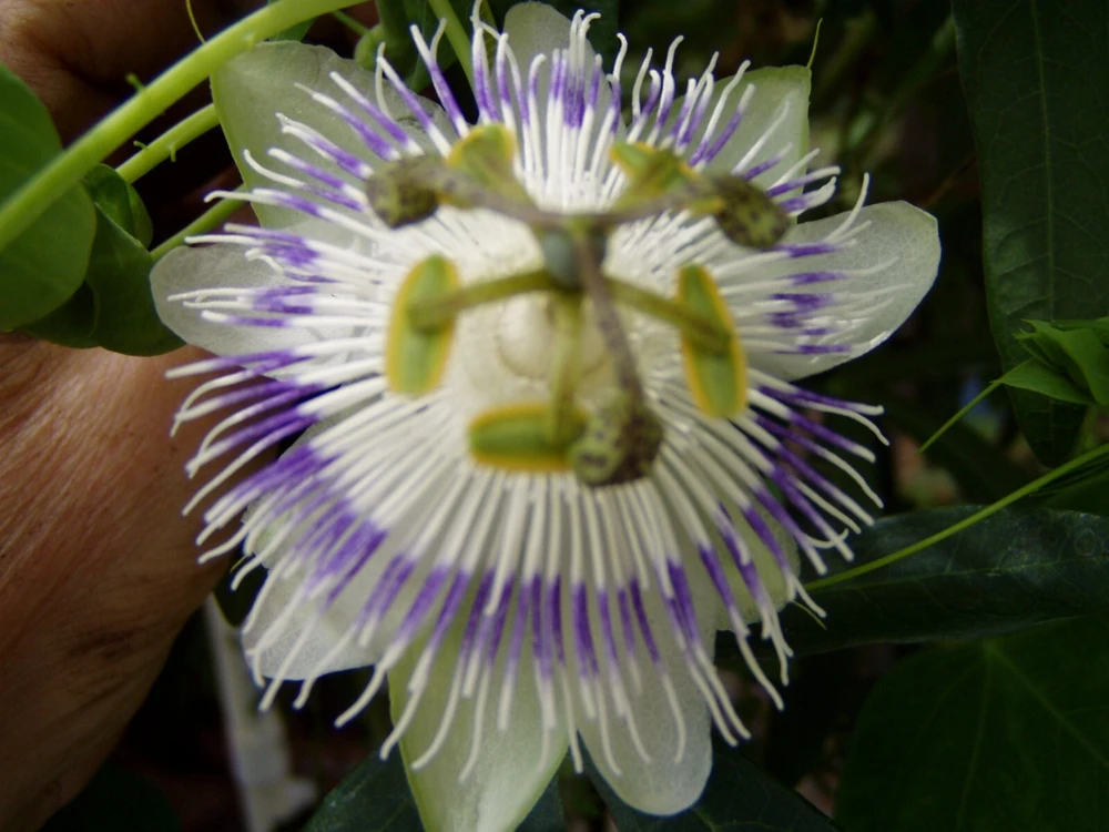 Passiflora Eichleriana Passionfruit Seeds - 10 Count Perennial Flower - Image 4