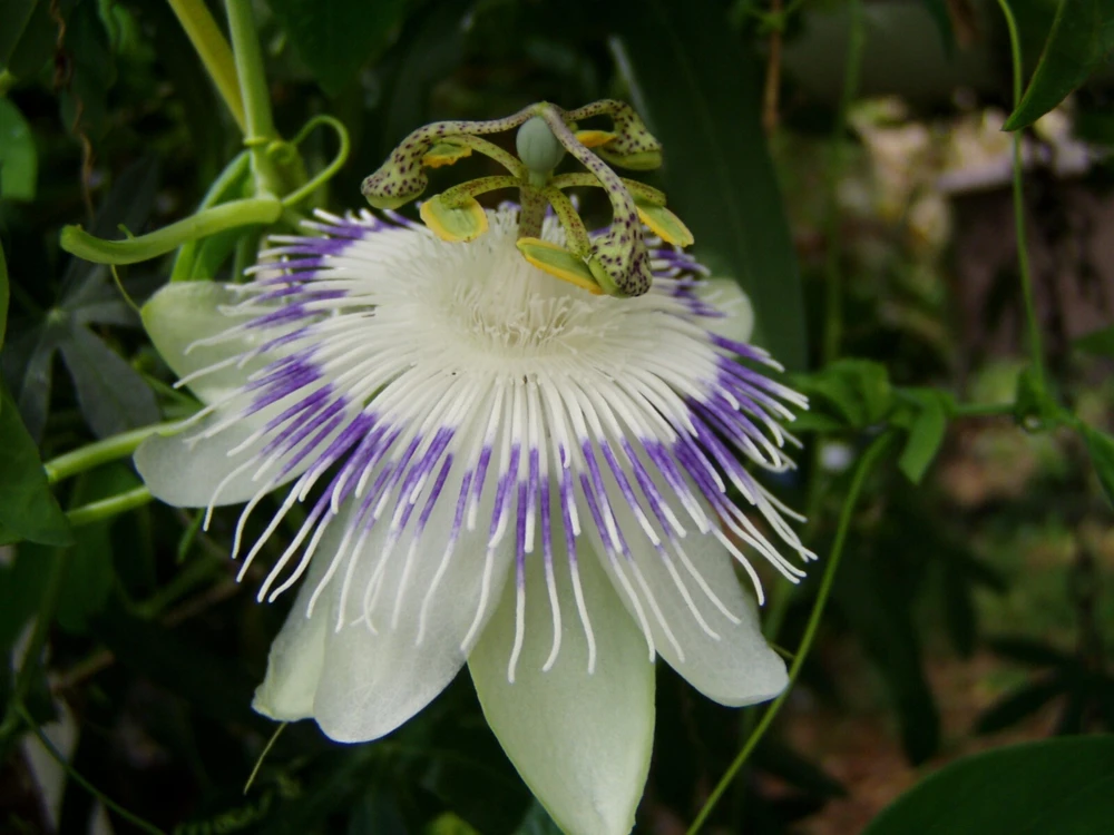 Passiflora Eichleriana Passionfruit Seeds - 10 Count Perennial Flower - Image 5