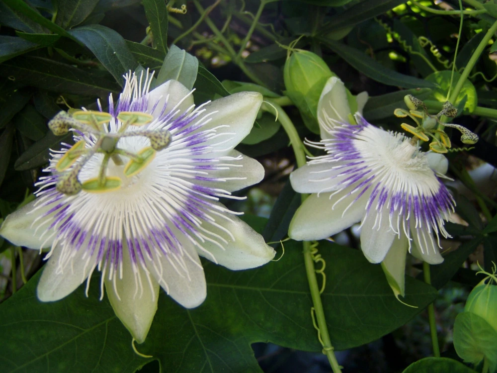 Passiflora Eichleriana Passionfruit Seeds - 10 Count Perennial Flower - Image 1