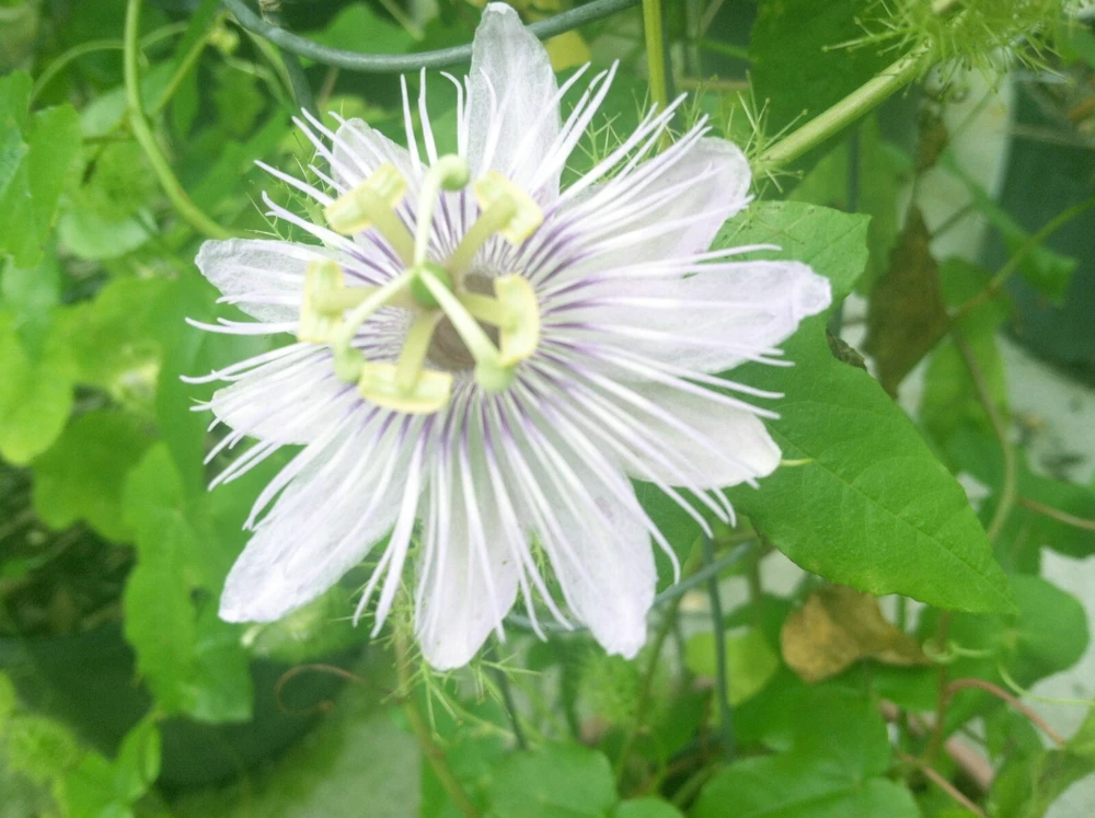 Passiflora Foetida Alba Seeds - Love in Mist Passion Flower - 20 Seeds - Outdoor Vine - Image 1
