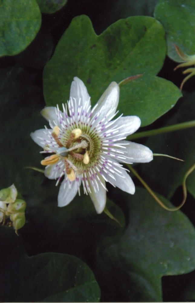 Passiflora Gilbertii St Rule 5 Seeds - Passion Flower Seeds Perennial - Image 1