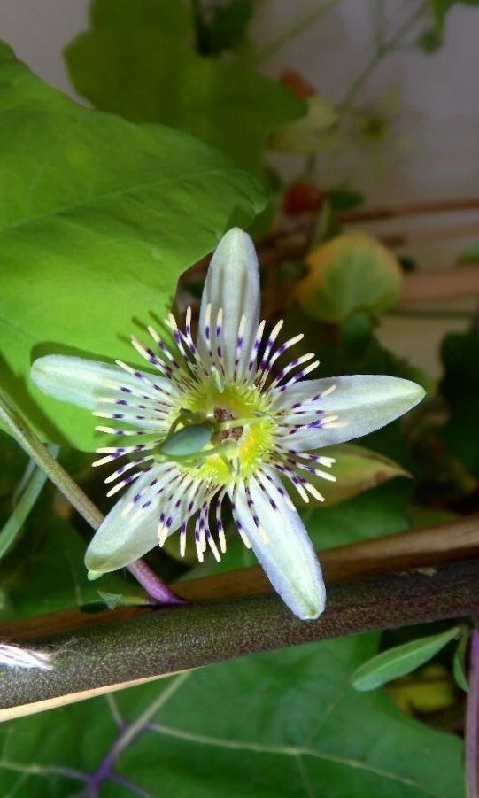 Passiflora Gracilis Annual Passion Flower Seeds - 10 Seeds for Garden - Image 1