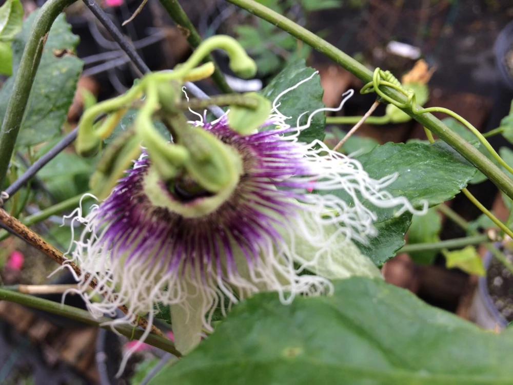 Passiflora Hawaiian Sweet Vine Seeds - 5 Seeds for Tropical Gardens - Image 2