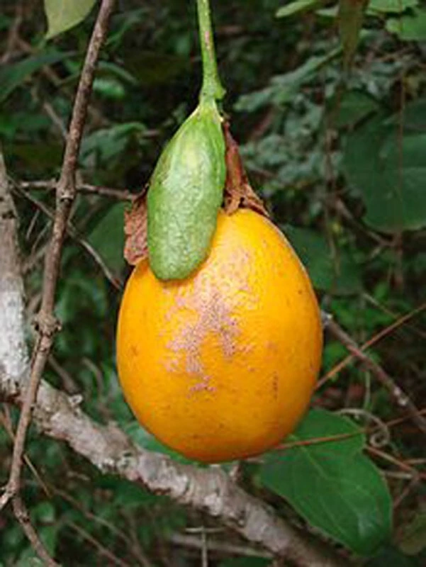 Passiflora Hawaiian Sweet Vine Seeds - 5 Seeds for Tropical Gardens - Image 3