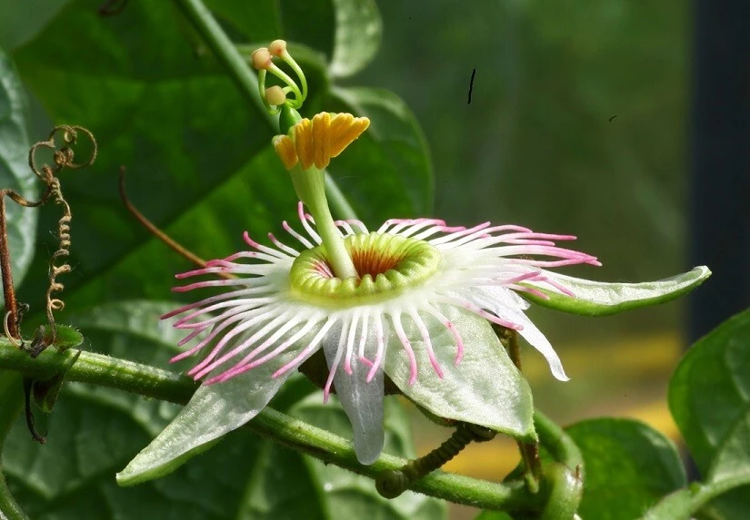 Passiflora Lobata Vine Seeds - 8 Count Pack - Perennial Flowering - Image 1