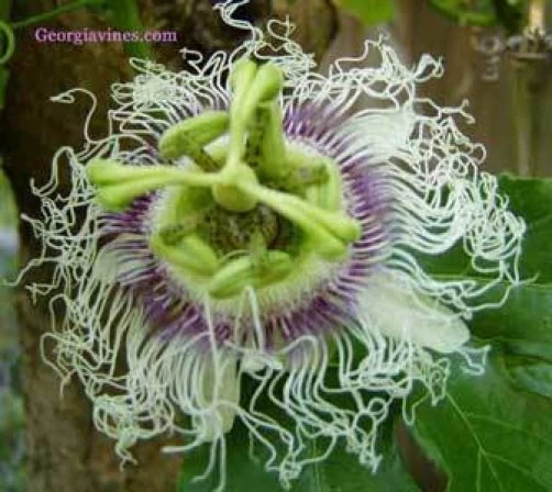 Passiflora Purple Granadilla Seeds - 10 Count Perennial Fruit Vine - Image 1