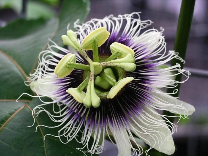 Passiflora Purple Possum Seeds - 10 Count Perennial Flower Seeds - Image 1