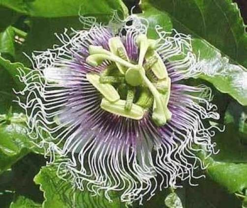 Passiflora Red Perfection Seeds - 10 Perennial Passion Flower Seeds - Image 1