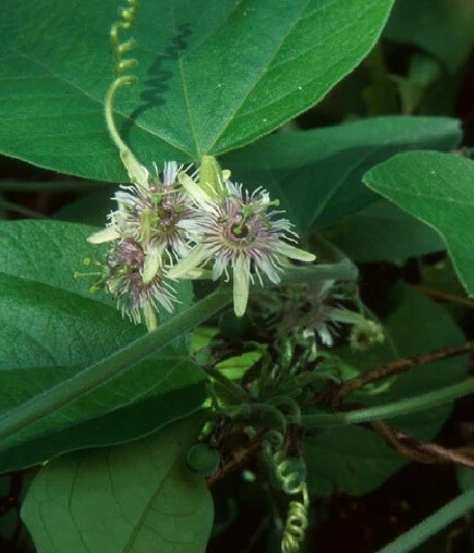 Passiflora Sexiflora Floribunda Seeds - 5 Pack Passion Flower Vine Seeds - Image 2
