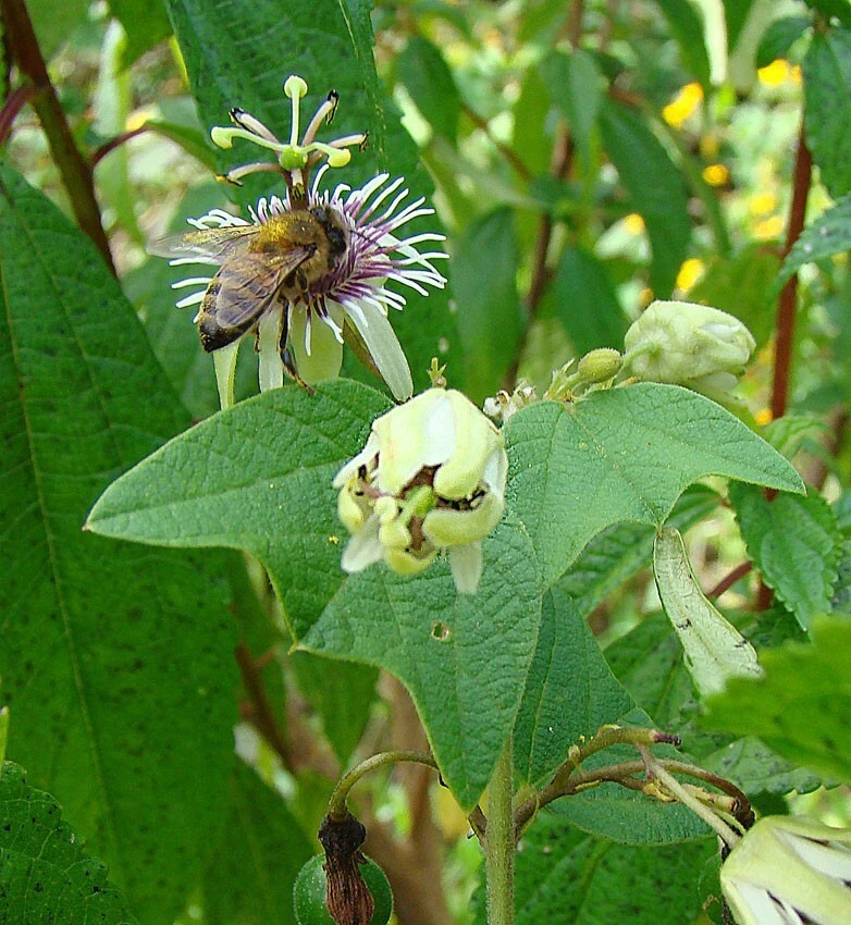 Passiflora Sexiflora Floribunda Seeds - 5 Pack Passion Flower Vine Seeds - Image 3