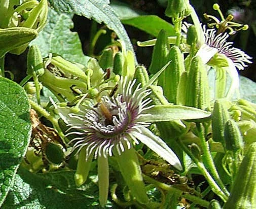 Passiflora Sexiflora Floribunda Seeds - 5 Pack Passion Flower Vine Seeds - Image 1