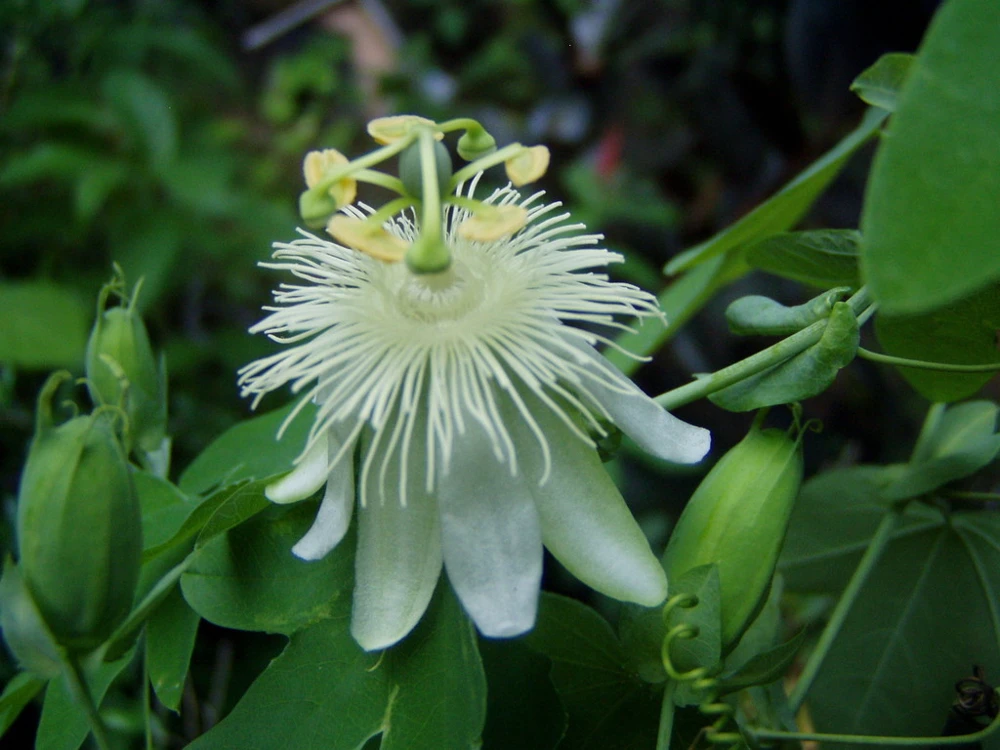Passiflora Subpeltata Pure White Seeds - 10 Count - Tropical Vine Seeds - Image 2