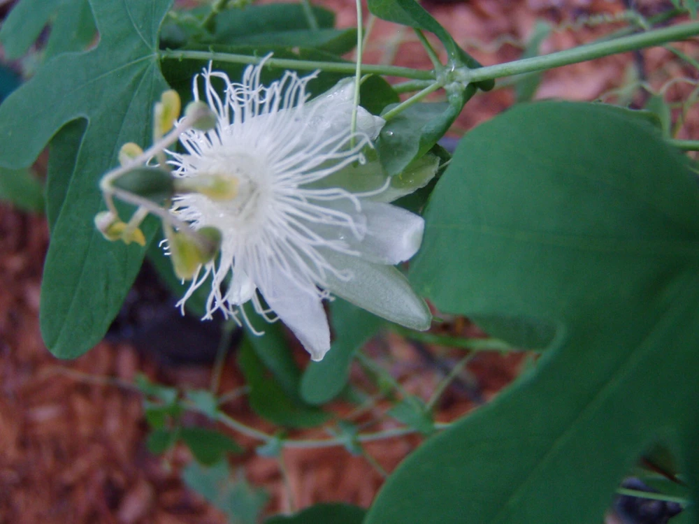 Passiflora Subpeltata Pure White Seeds - 10 Count - Tropical Vine Seeds - Image 3