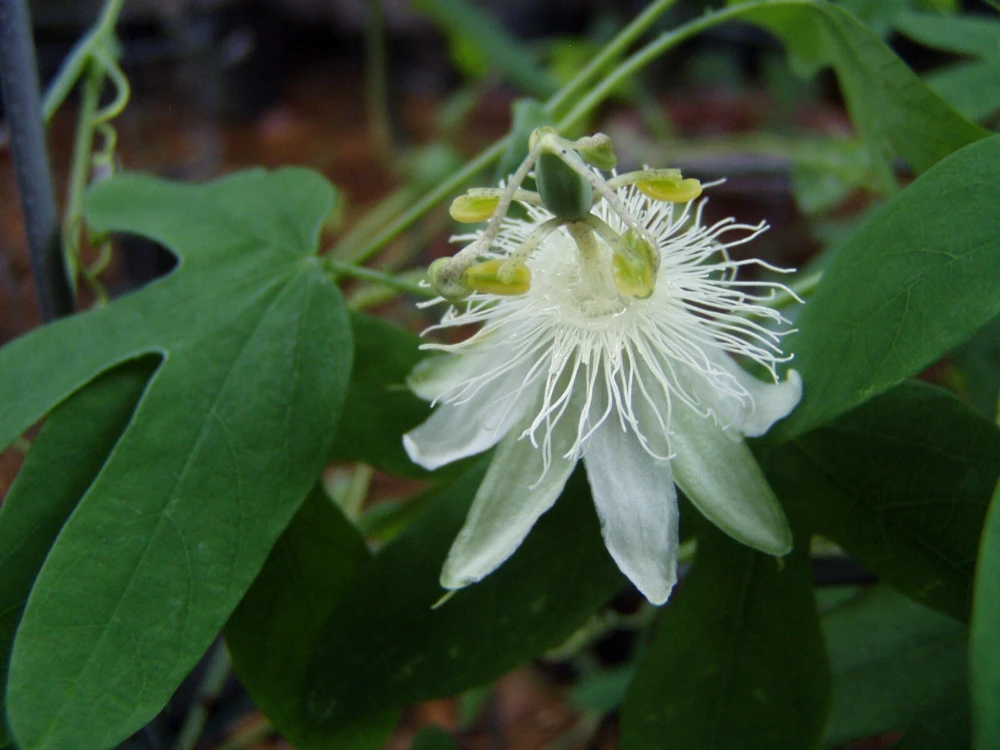 Passiflora Subpeltata Pure White Seeds - 10 Count - Tropical Vine Seeds - Image 4