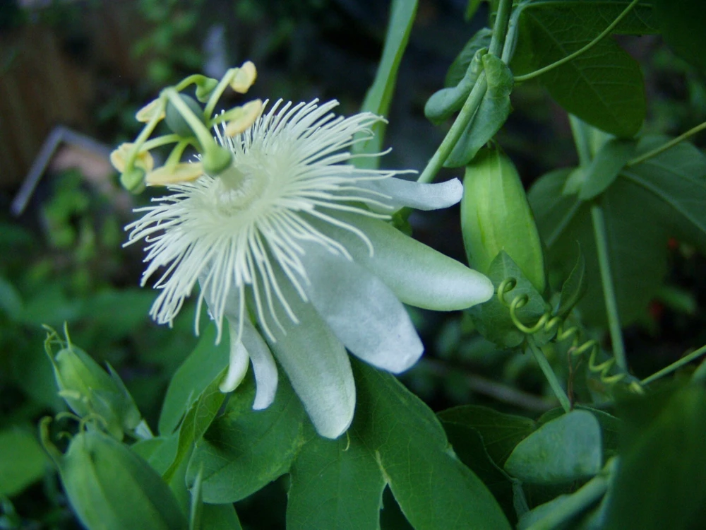 Passiflora Subpeltata Pure White Seeds - 10 Count - Tropical Vine Seeds - Image 5