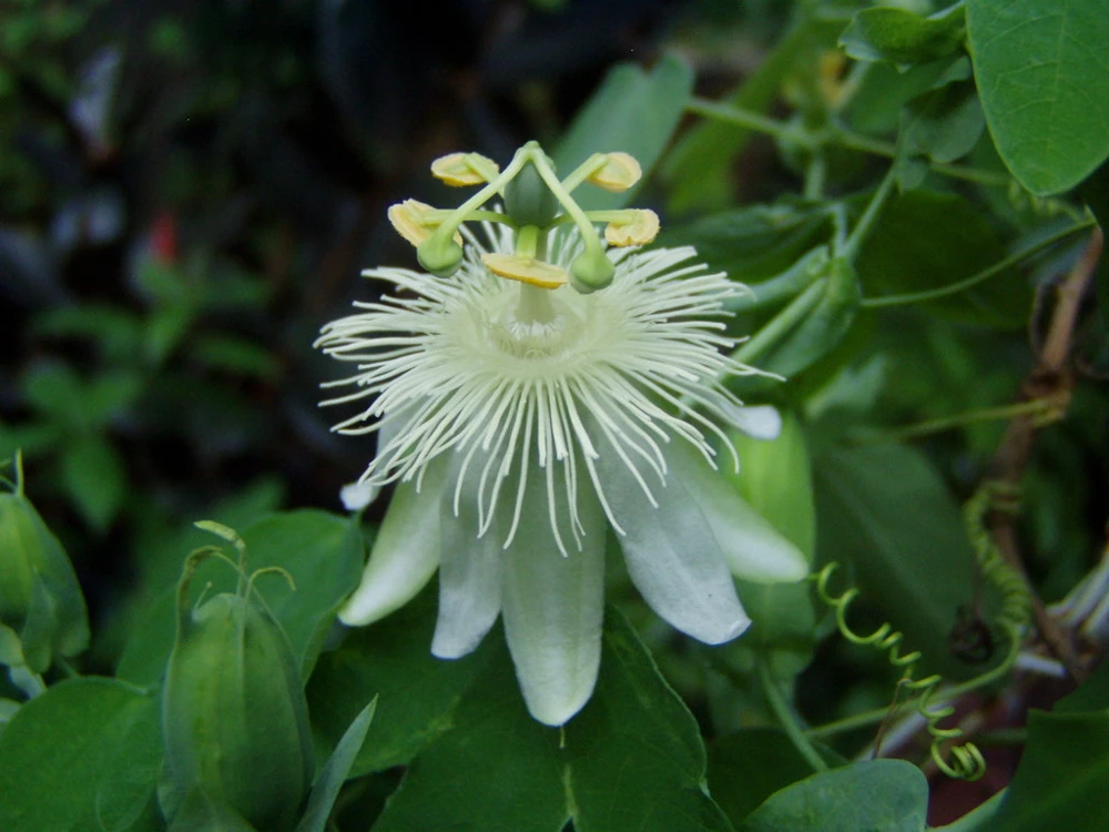 Passiflora Subpeltata Pure White Seeds - 10 Count - Tropical Vine Seeds - Image 1