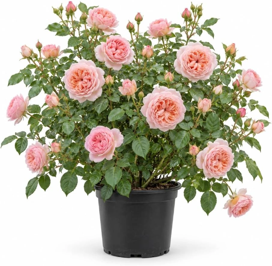 Pastel Pink Rose Bush Live Plant – 4-8 Inches Tall – Fragrant Outdoor Garden Rose - Image 1