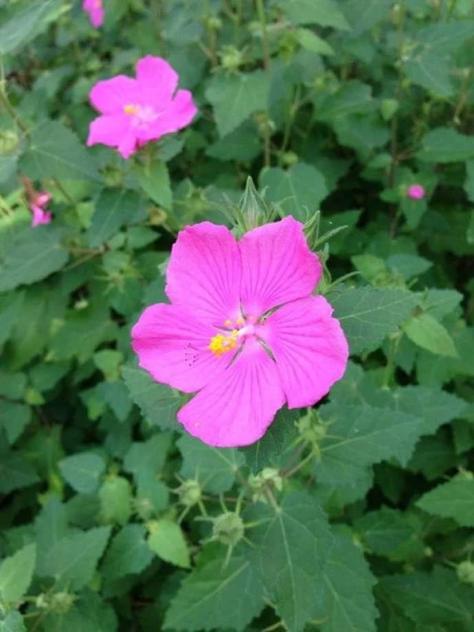 Pavonia Rock Rose Mallow 1 Gallon Live Plant - Outdoor Garden Shrub - Image 1