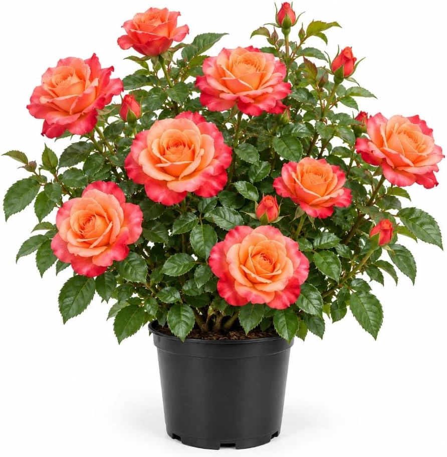 Peach Orange Rose Bush Live Plant, 4-7 Inches Tall, Outdoor Garden Rose - Image 1