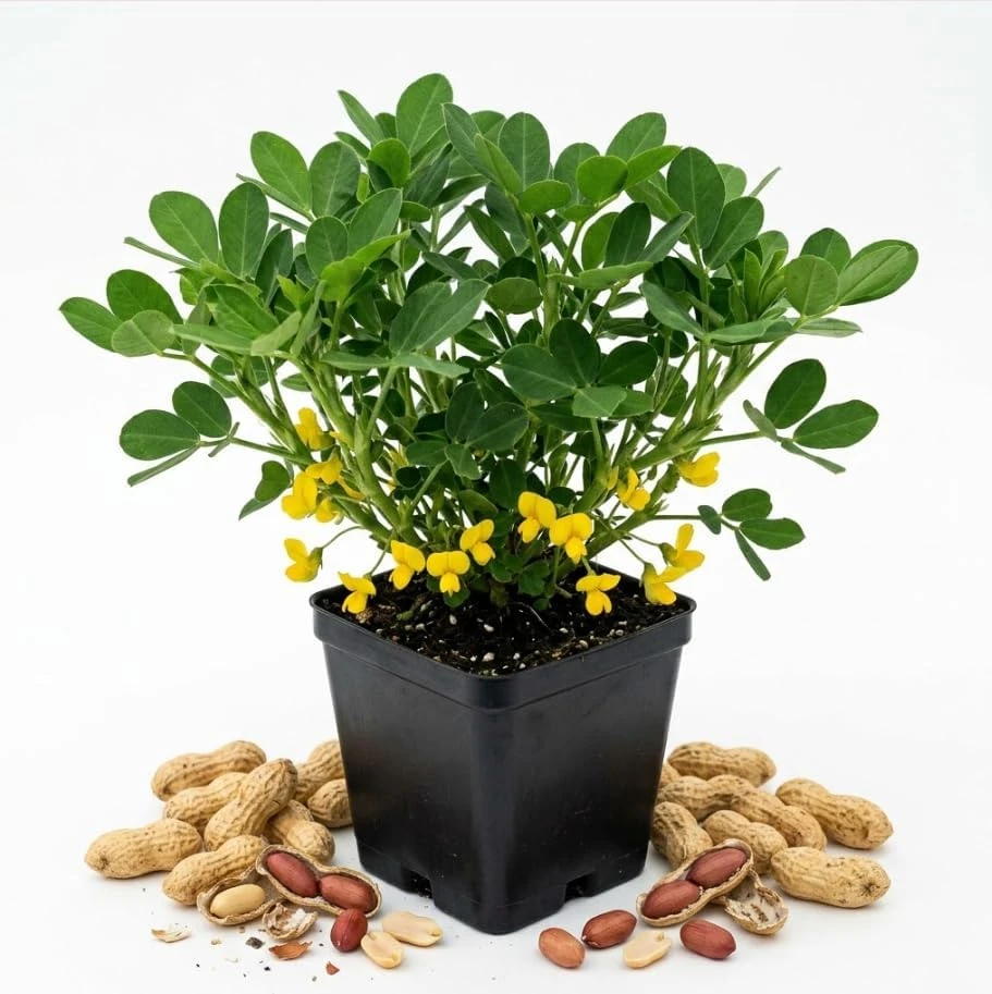 Peanut Live Plants - 2-3 Starter Plants in 4-inch Pot, Perennial, Yellow Flowers - Image 1