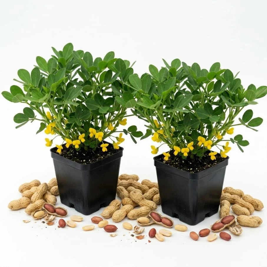 Peanut Plant Live Plant - 2 Pots, 4-inch, Perennial Nut, Yellow Flowers, Vegetable Shrub - Image 1