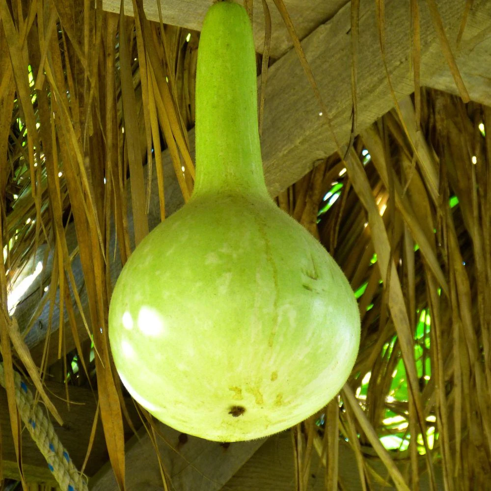 Pear Gourd Live Seedlings - 2 Plants, 4 Inch Tall Starter Plants for Garden - Image 2