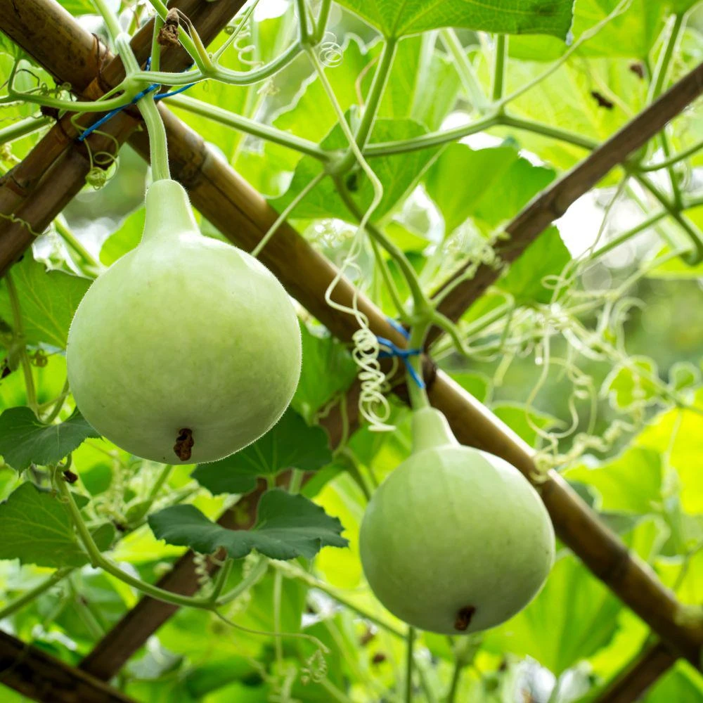 Pear Gourd Live Seedlings - 2 Plants, 4 Inch Tall Starter Plants for Garden - Image 3