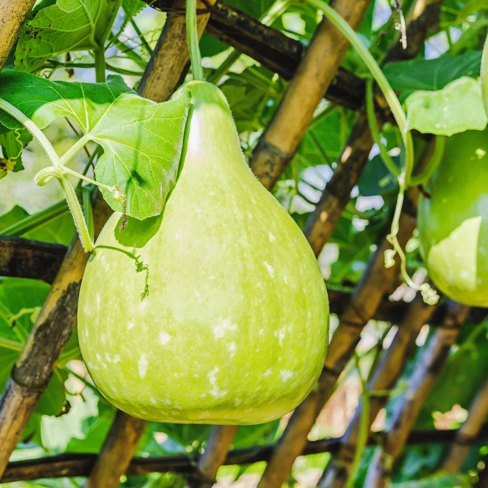 Pear Gourd Live Seedlings - 2 Plants, 4 Inch Tall Starter Plants for Garden - Image 5