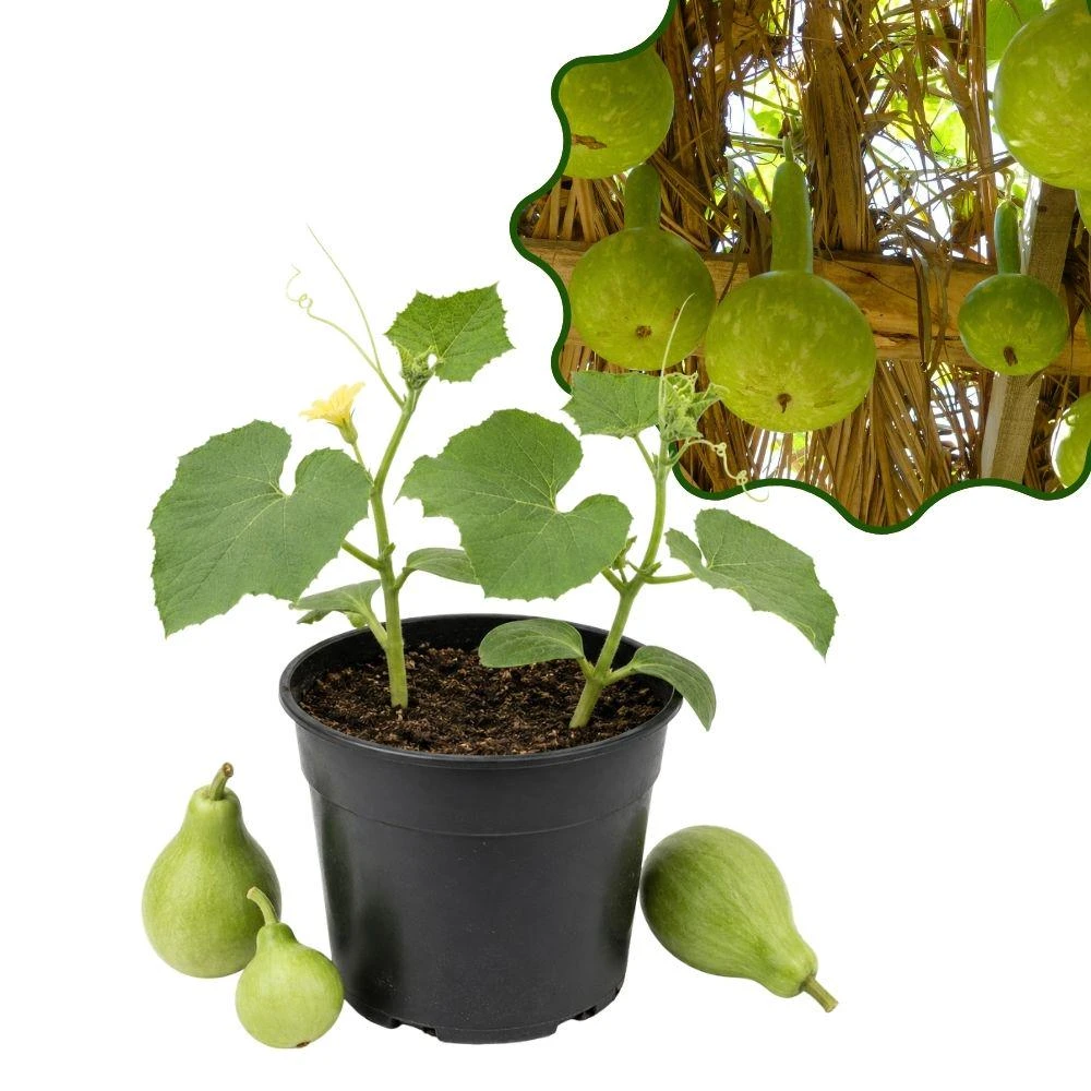 Pear Gourd Live Seedlings - 2 Plants, 4 Inch Tall Starter Plants for Garden - Image 1
