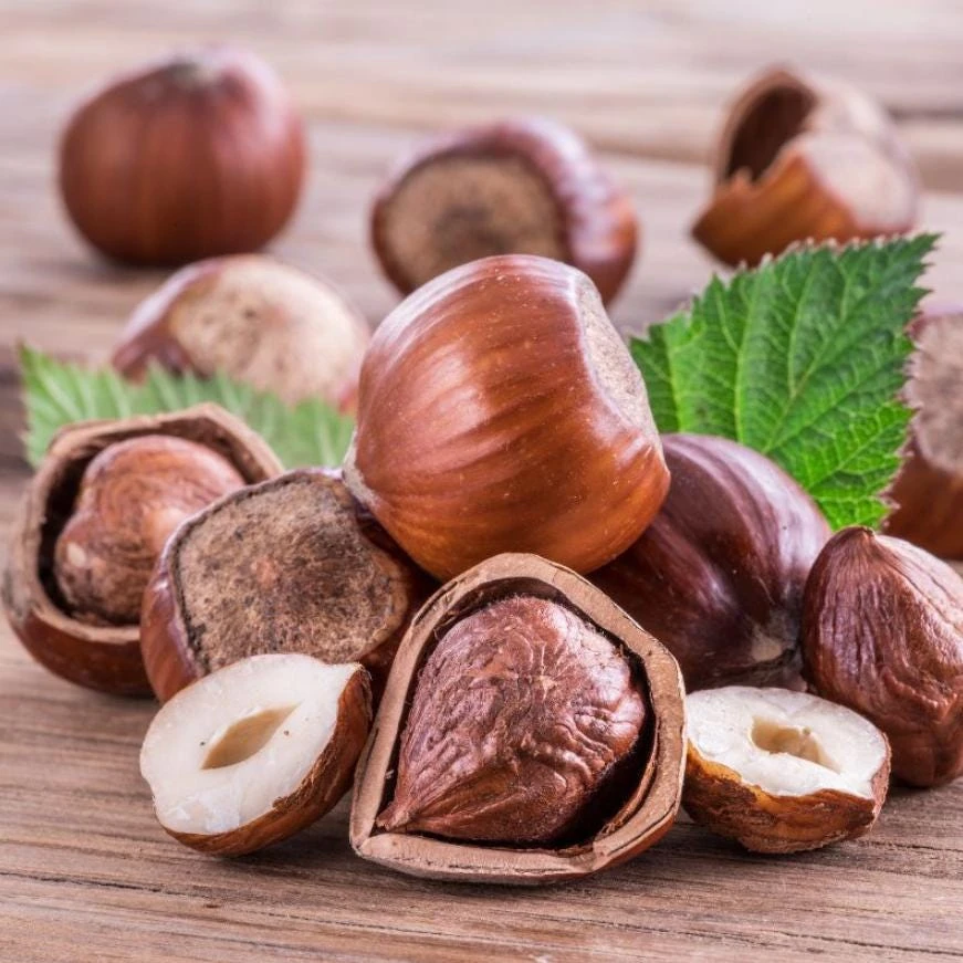 Pecan Nut Tree Live Plant - Gilbert Variety - 5" Pot - High-Yield Edible Nuts - Outdoor - Image 1