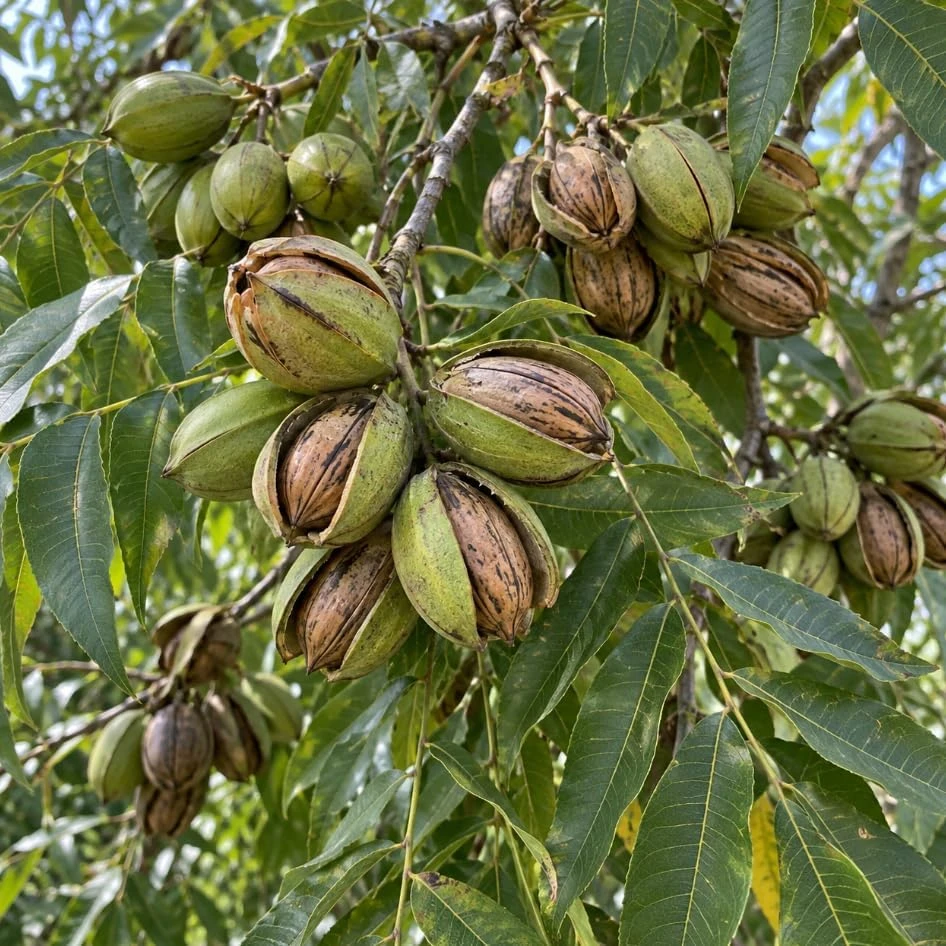 Pecan Trees Live Plants - Hardy Nut Seedlings, 2-Pack, 7-12 Inch Tall Outdoor - Image 2