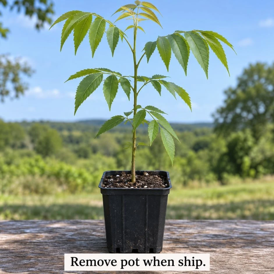 Pecan Trees Live Plants - Hardy Nut Seedlings, 2-Pack, 7-12 Inch Tall Outdoor - Image 6