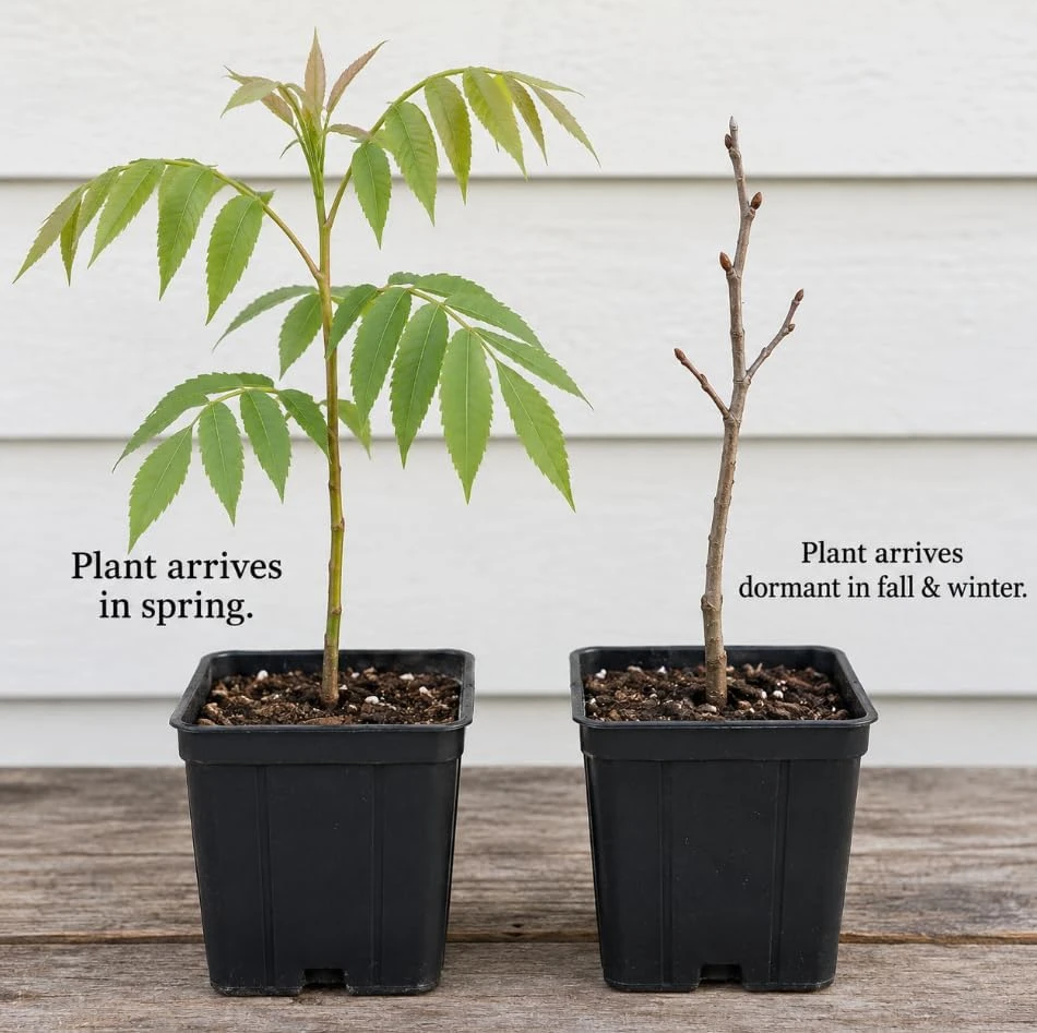 Pecan Trees Live Plants - Hardy Nut Seedlings, 2-Pack, 7-12 Inch Tall Outdoor - Image 7